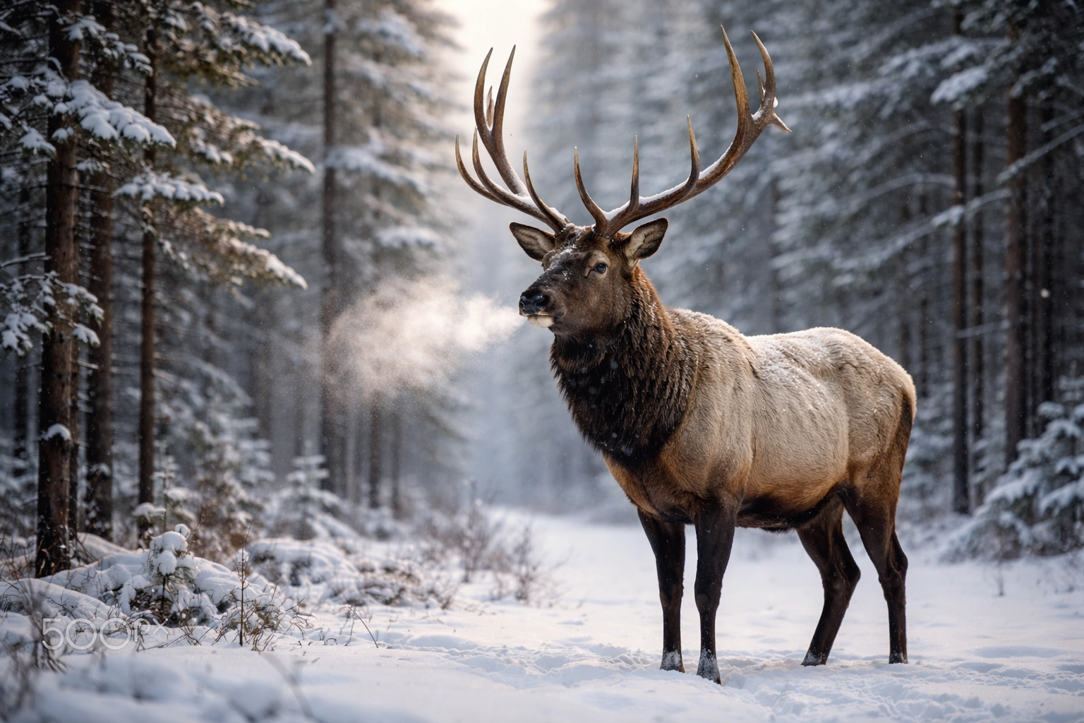 Enjoy Unique Wildlife Viewing