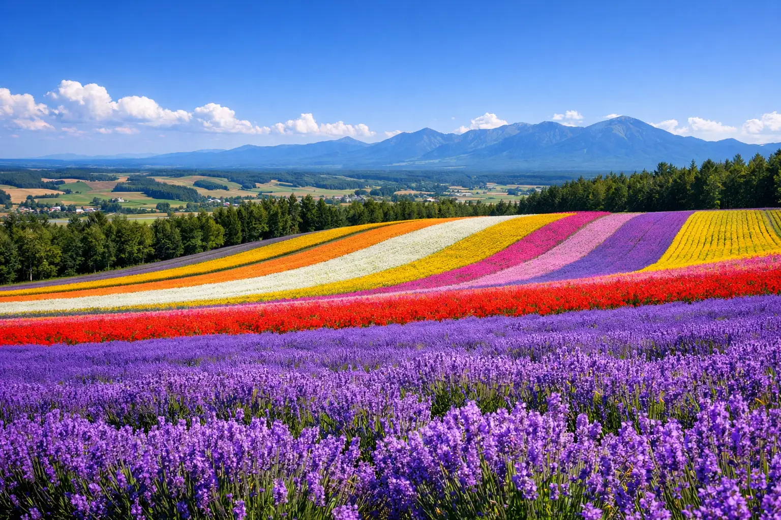 Furano Flower Fields