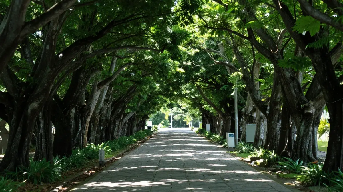 Bise Fukugi Tree Road