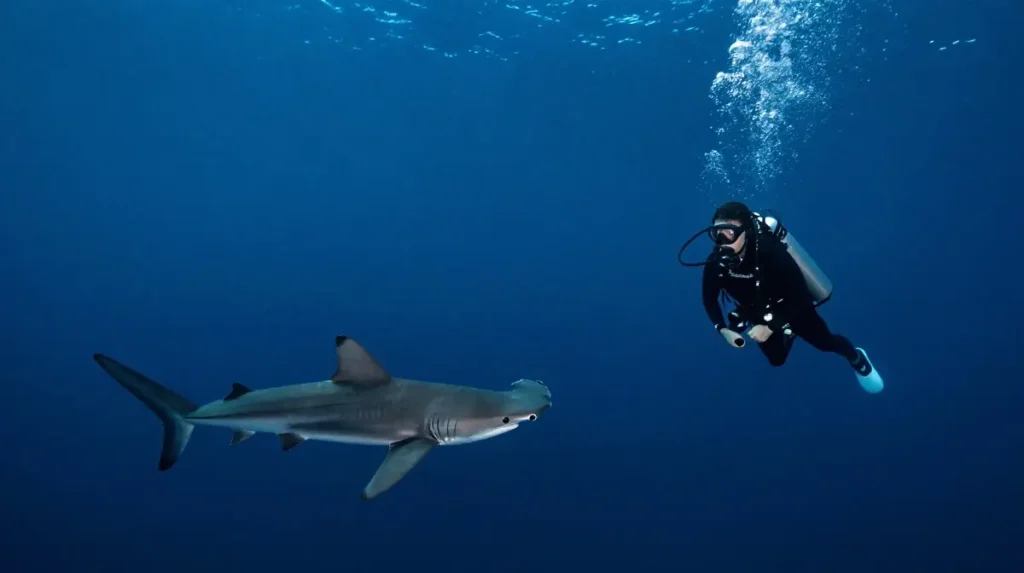 Galapagos Islands, Ecuador — Advanced Diving With Large Pelagics