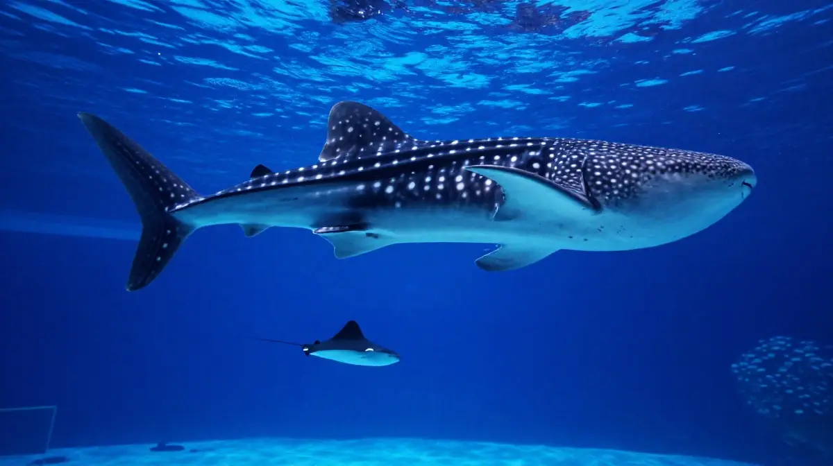 Okinawa Churaumi Aquarium