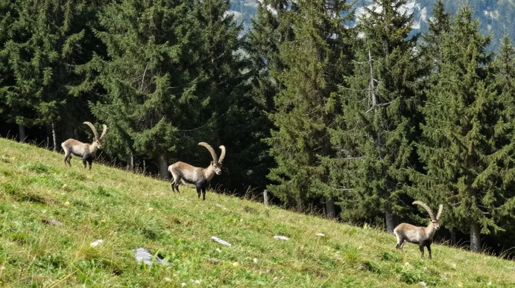 Swiss National Park