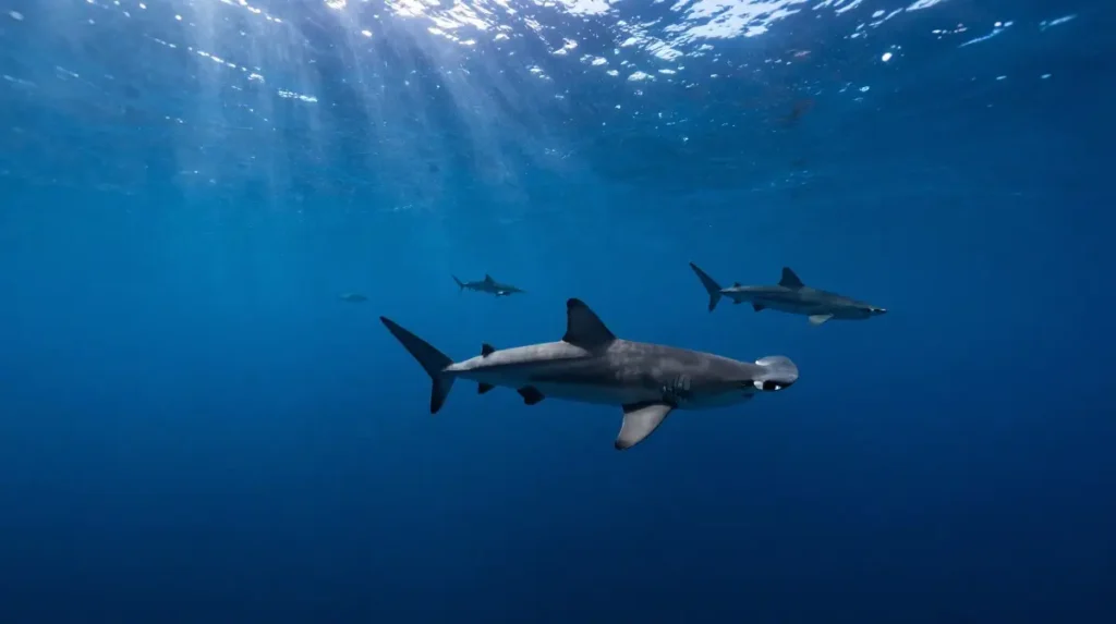 Dive with Hammerhead Sharks