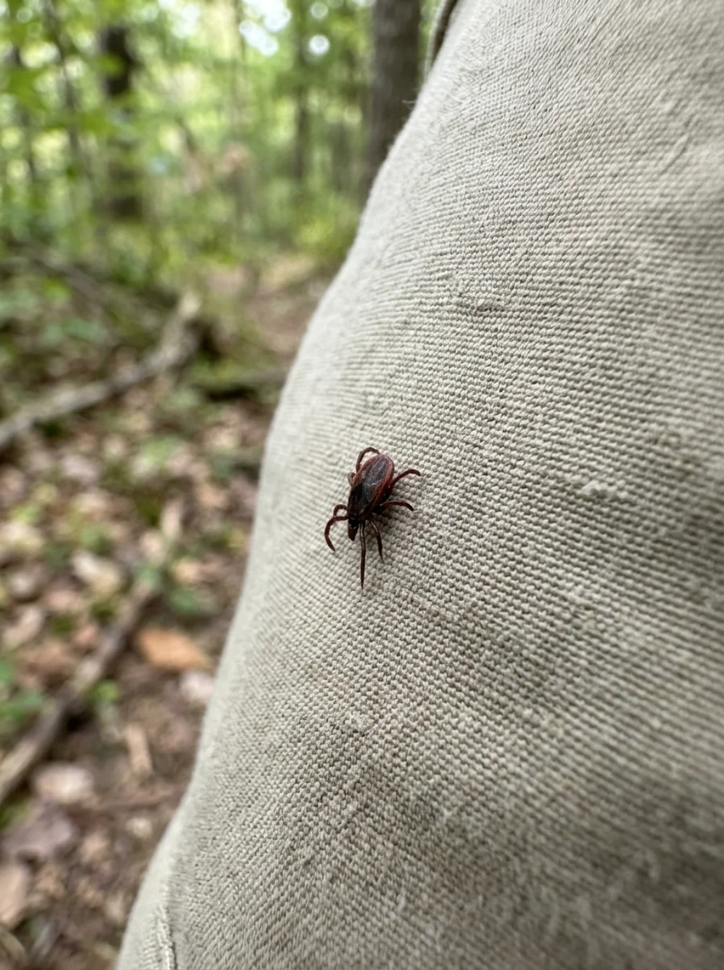 Color Choice Matters More Than Most Hikers Realize Until Bugs Show Up